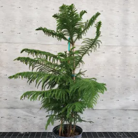 10" norfolk island pine