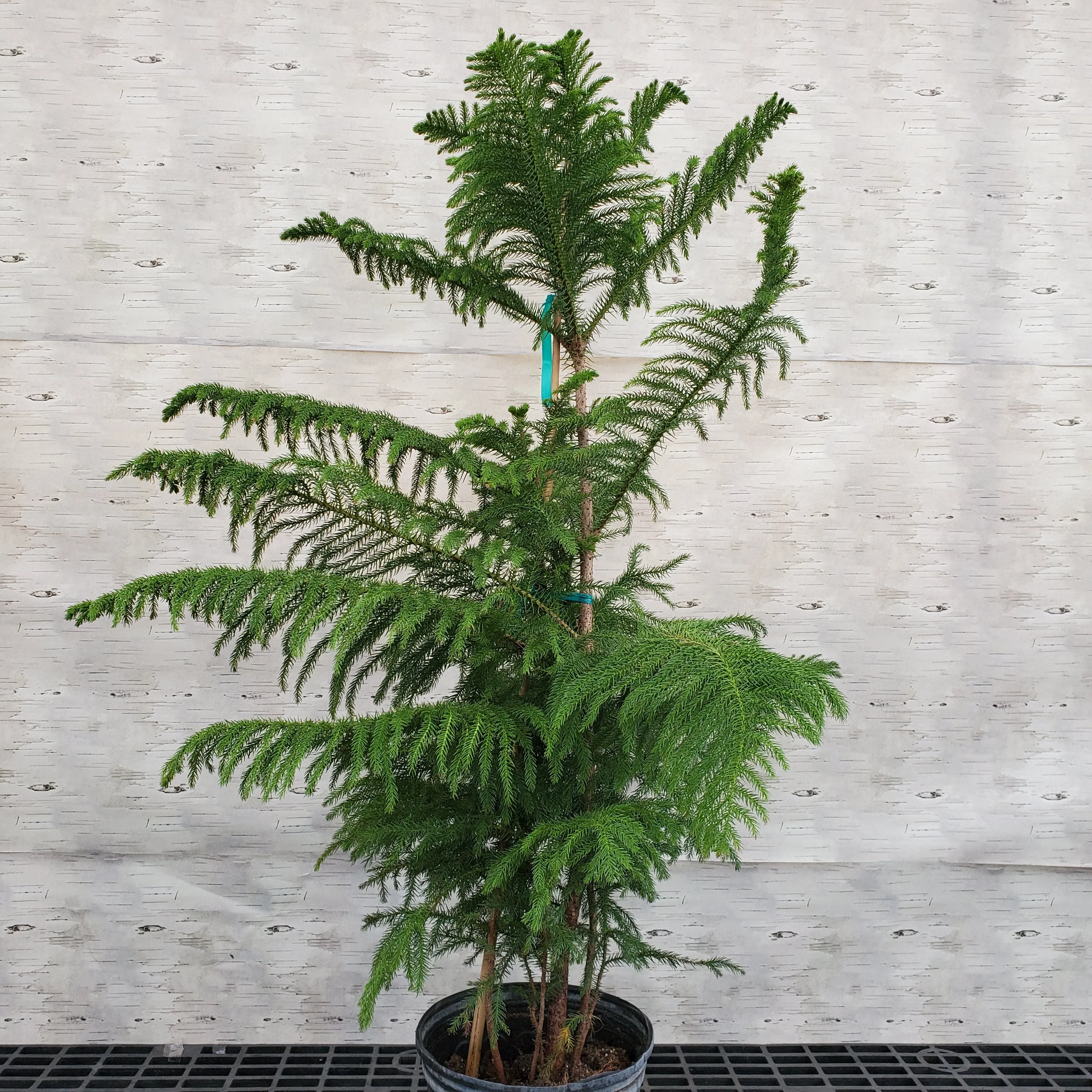 10" norfolk island pine