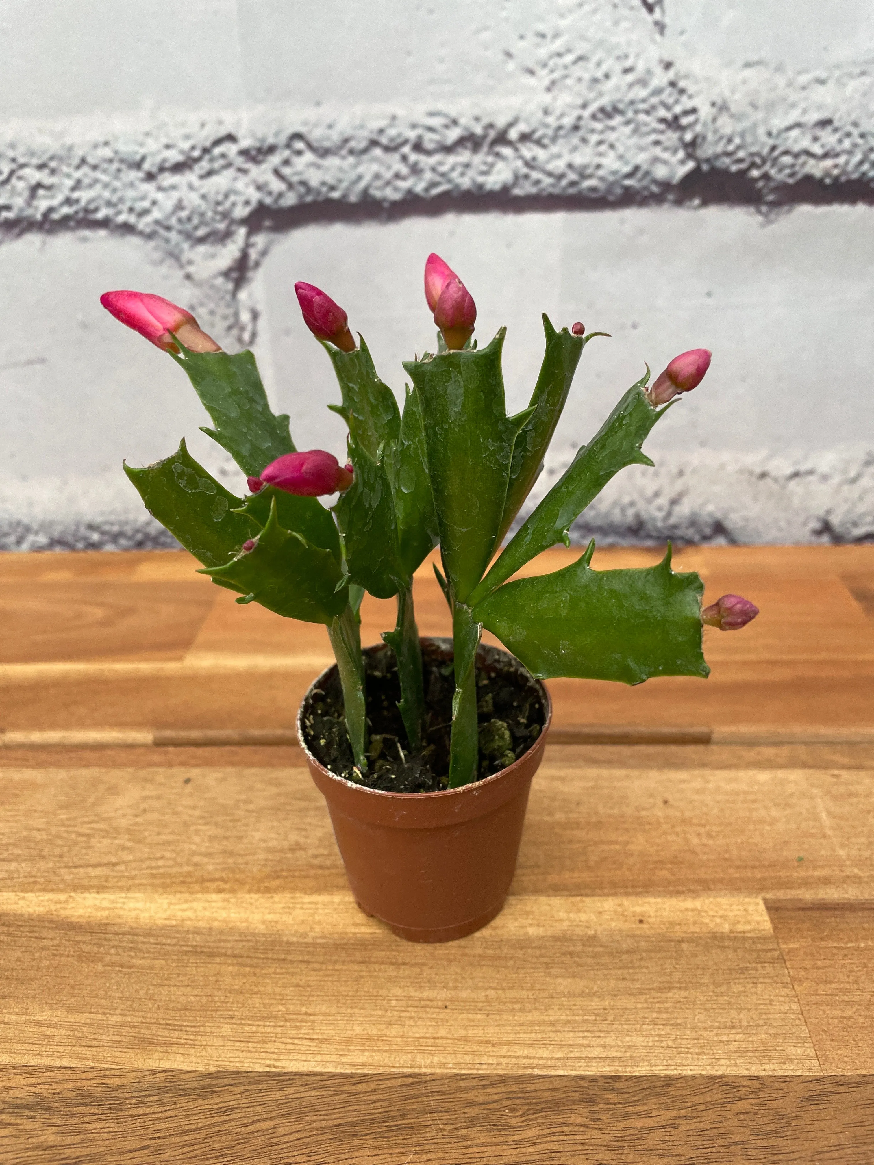 2" thanksgiving cactus