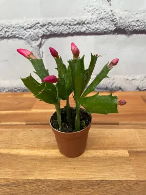 2" thanksgiving cactus