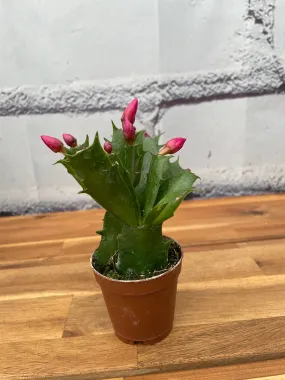 3" thanksgiving cactus
