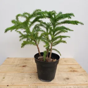4" norfolk island pine
