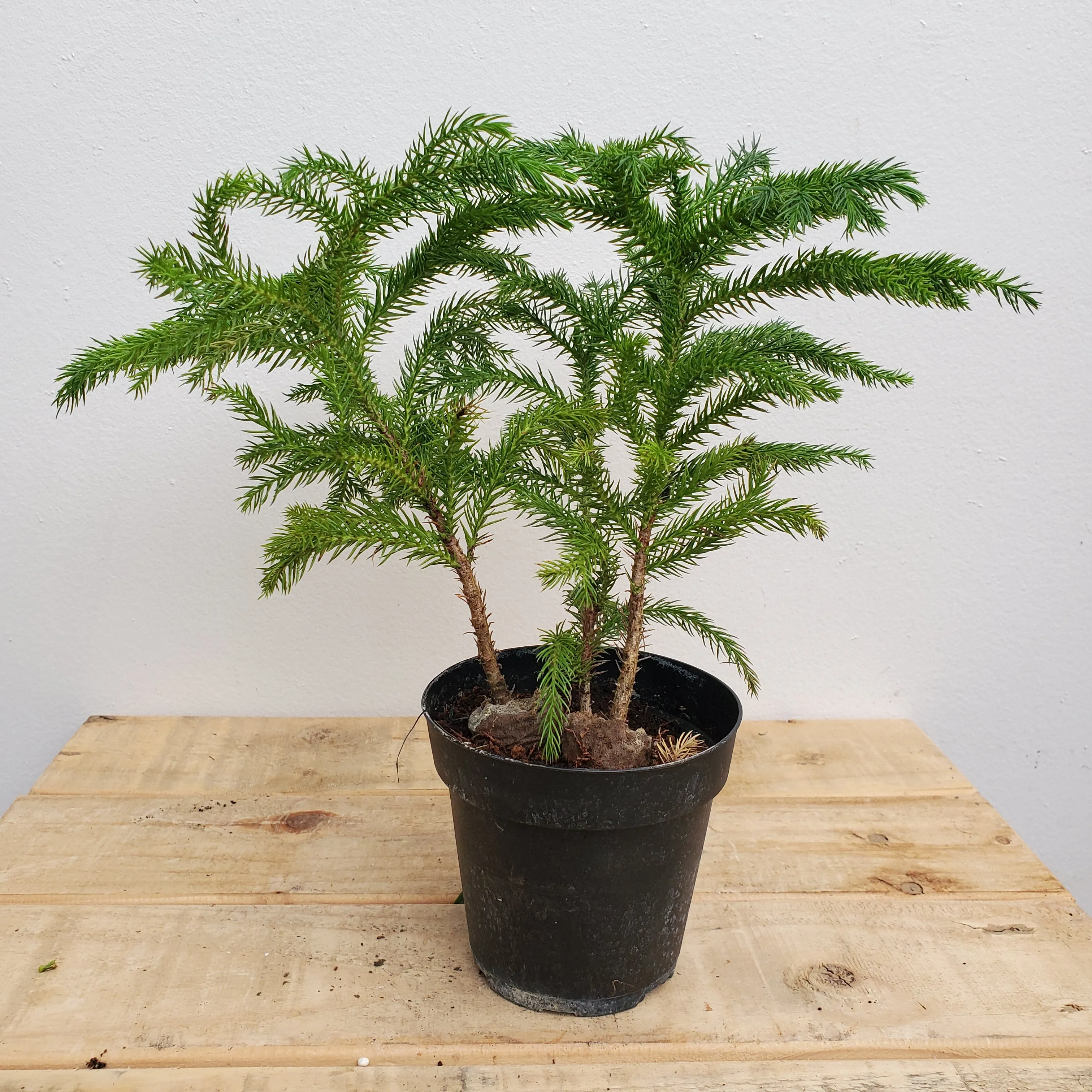 4" norfolk island pine