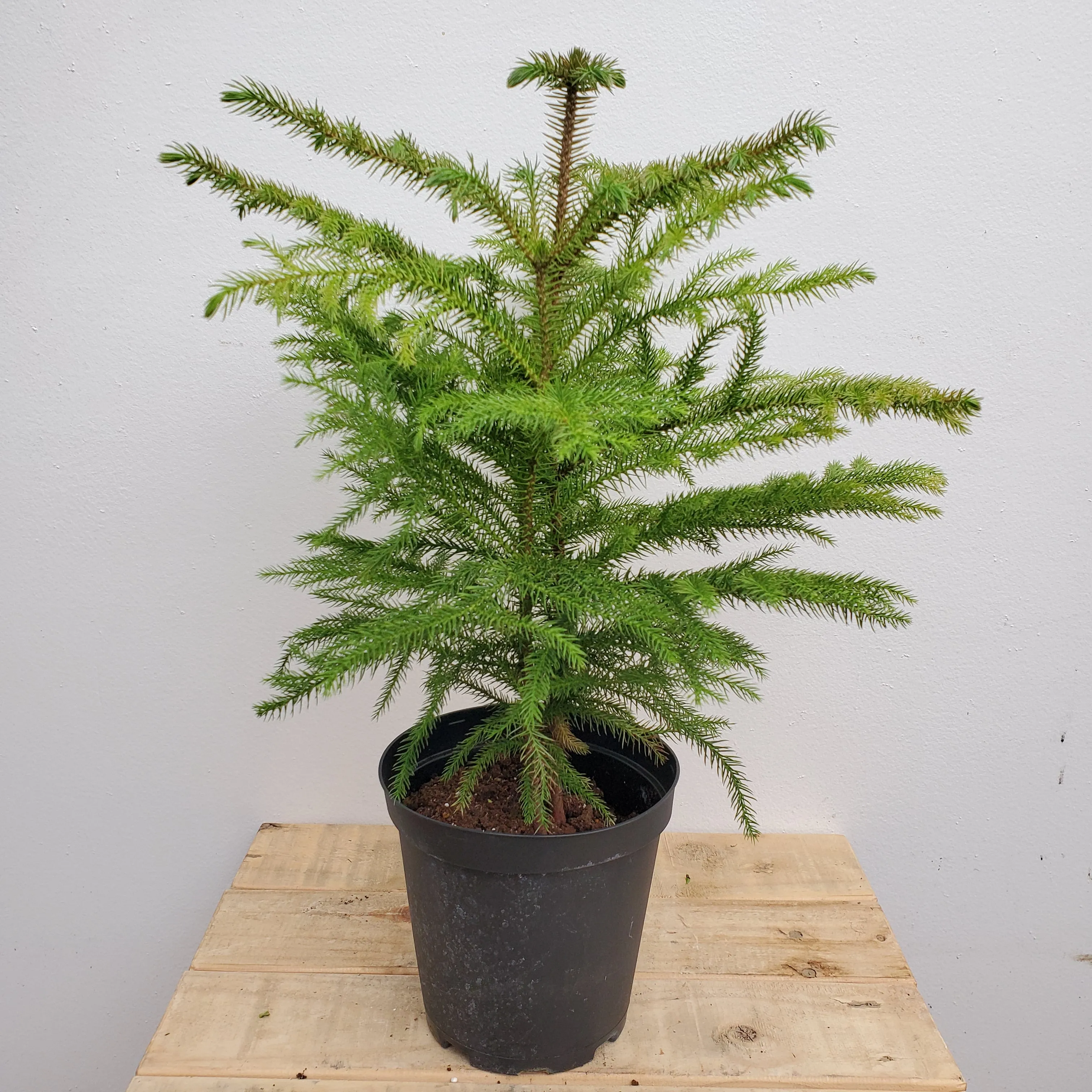 6" norfolk island pine