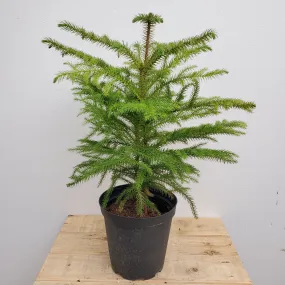 6" norfolk island pine