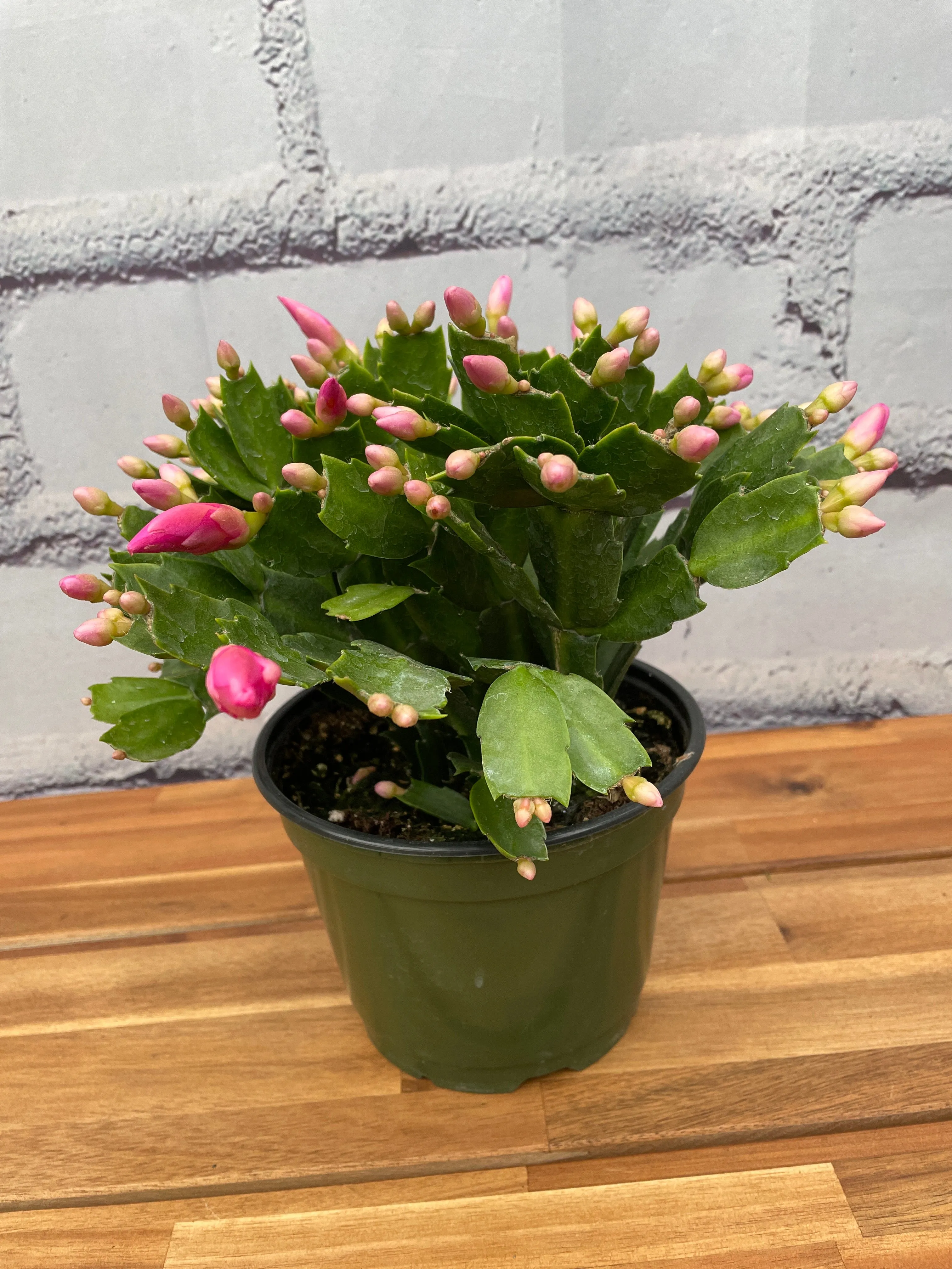 6" thanksgiving cactus