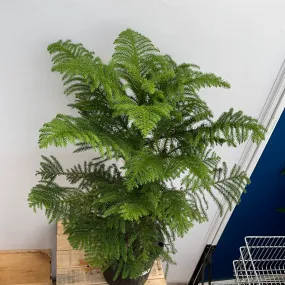 8" norfolk pine