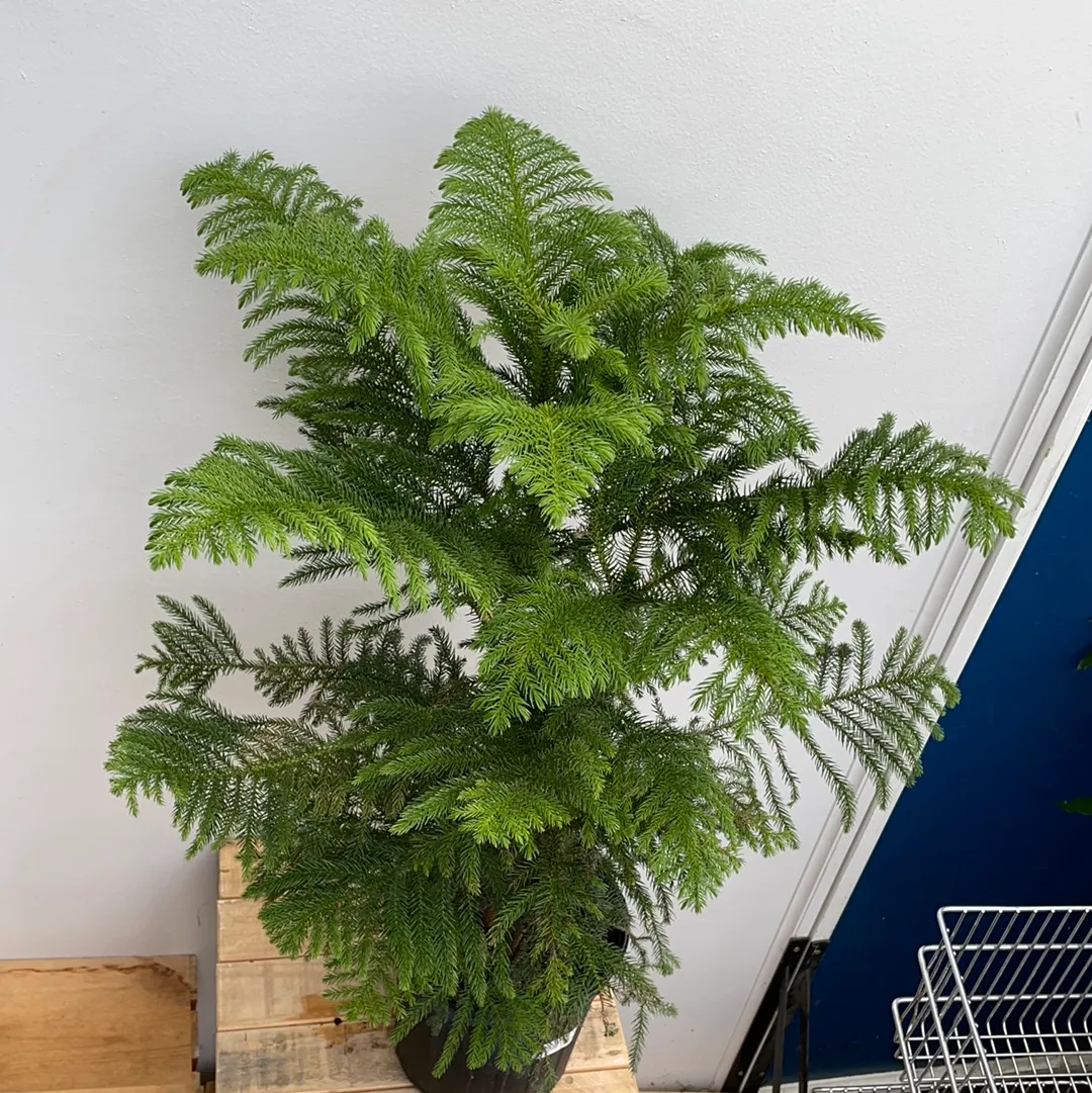 8" norfolk pine